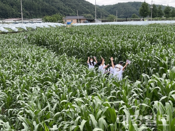 옥수수밭 사진