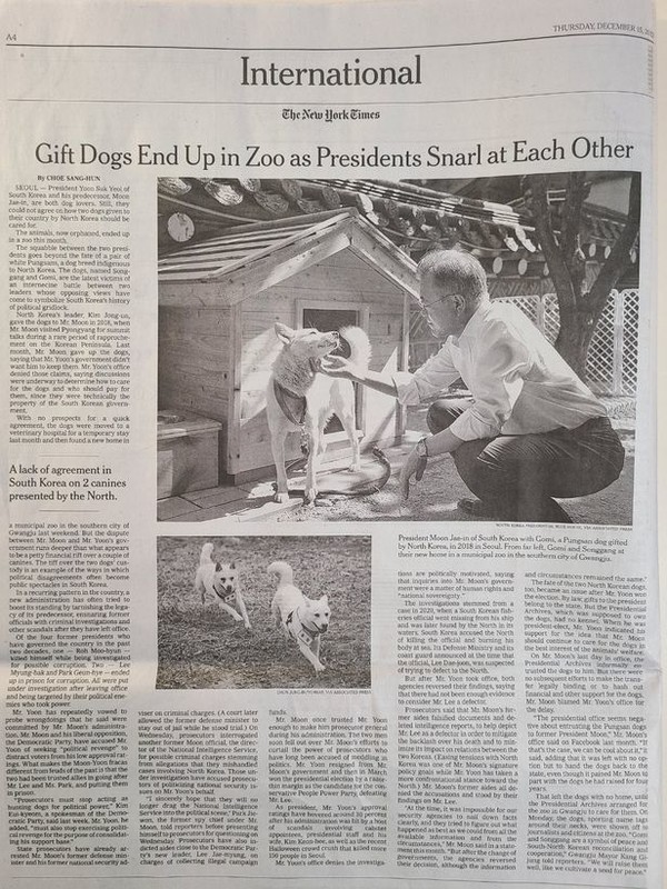 문재인 전 대통령의 풍산개 두 마리 파양을 다룬 뉴욕타임스는 15일자(현지시각) 4면 기사/ 뉴욕타임스