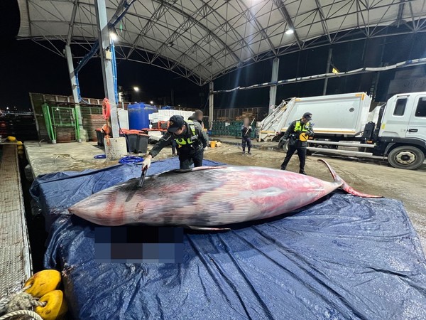 22일 오전 5시28분쯤  포항시 남구 호미곶면 해상에서 밍크고래 한 마리가 그물에 걸려 죽은 채 발견됐다는 신고가 접수돼 출동한 포항해경이 고래 불법 포획 여부를 확인 중이다. 포항해경 제공