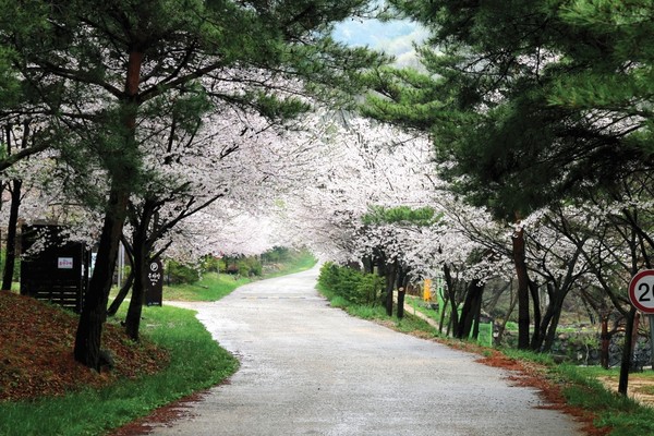 용현자연휴양림 벚꽃. 국립자연휴양림관리소 제공