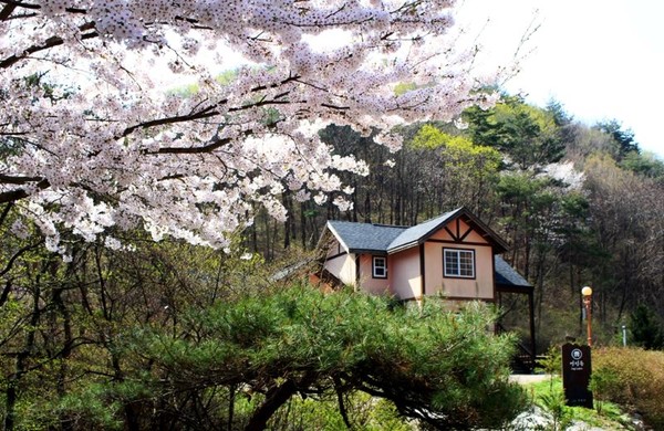충남 서산 용화산자연휴양림 연립동 벚꽃 국립자연휴양림관리소 제공