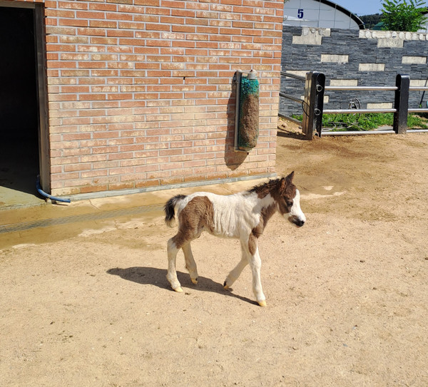 왕피천공원사업소 동물농장에서 지난 18일 태어난 미니말 1마리. 울진군 제공