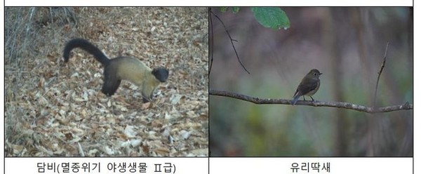 장구메기습지에 서식하는 담비, 유리 딱새 사진. 환경부 제공