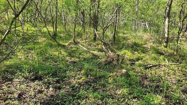 장구메기습지 전경. 국립생태원