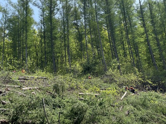 최근 5년간 발생한 경북지역 산림 내 불법행위 건수는 전국에서 두 번째로 많았지만  피해액 전국에서 가장 많은 것으로 확인됐다. 사진은 벌목현장. 기사와 무관. 경북소방본부 제공