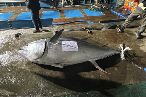 11일 영덕 강구면 삼사리 해상서 혼획된 참다랑어. 