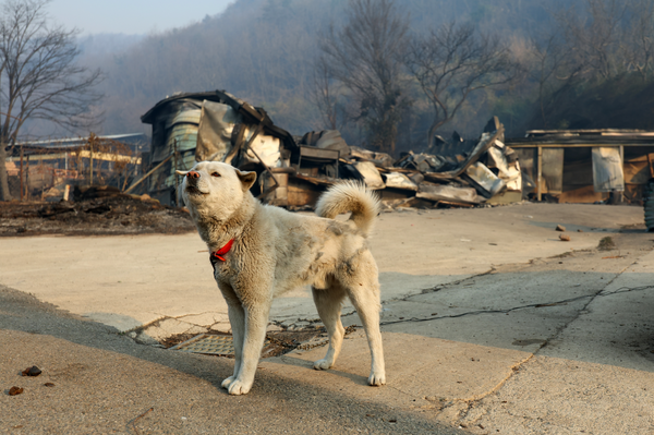 26일 오전 경북 안동시 길안면 백자리 한 마을에 강아지가 검게 그을려 있다. 연합뉴스