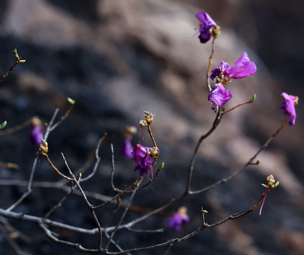 28일 오후 경북 영덕군 천전리 야산에 검게 탄 흙바닥 위로 진달래 꽃이 펴 있다. 연합뉴스