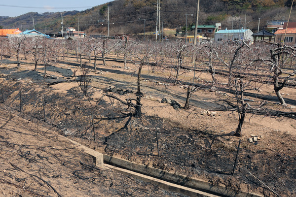 의성에서 시작된 '경북산불'이 영덕까지 번진 가운데 31일 영덕군 지품면 복곡리 한 과수원 사과나무가 불에 타거나 그을려 있다. 연합뉴스