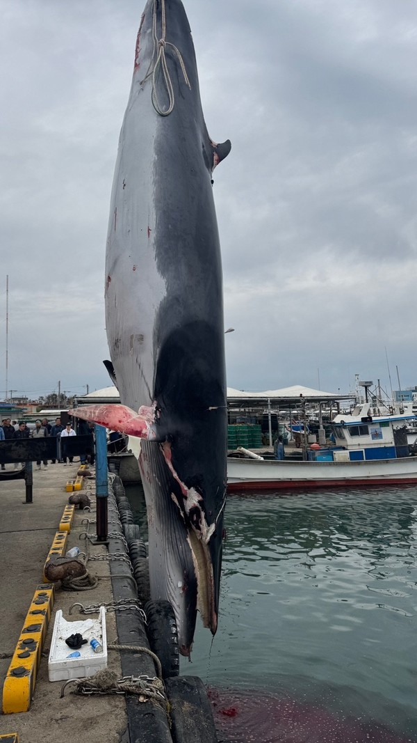 포항 해상서 혼획된 밍크고래. 포항해경 제공