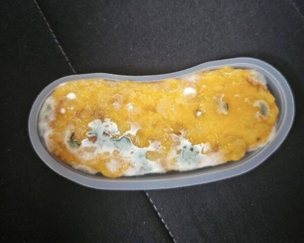 17일 온라인 커뮤니티 한 게시글에서 빽다방에서 파는 디저트 '가바밥알떡'에서 곰팡이가 발견됐다는 사진이 게시됐다. 에브리타임 캡처