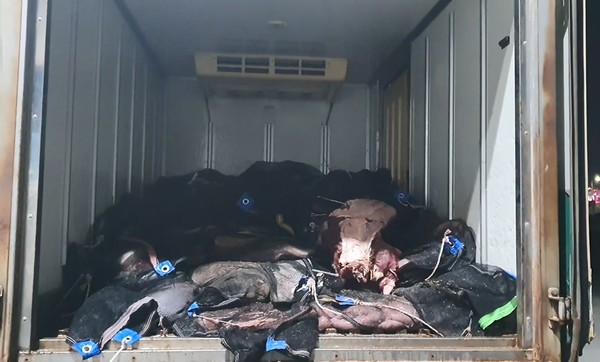 불법 포획한 밍크고래가 탑차에 실려있다. 포항해양경찰서