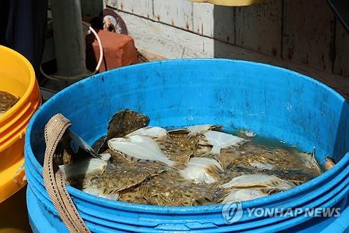 지난해 고수온으로 폐사한 강도다리. 연합뉴스