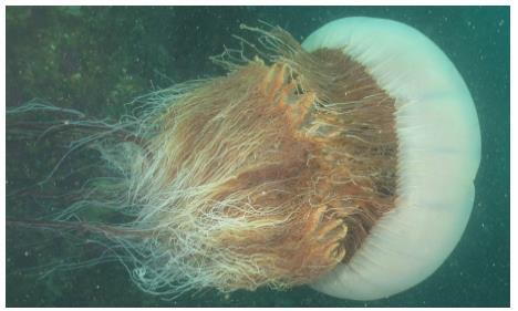 노무라입깃해파리. 연합뉴스