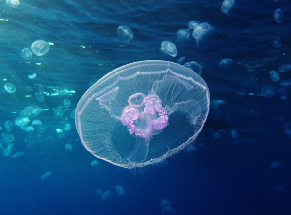 두빛보름달해파리. 위키백과