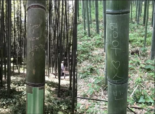 일본 교토 근교 명소인 아라시야마 대나무숲의 대나무에 한글 낙서가 새겨져 있다. 페이스북 캡처