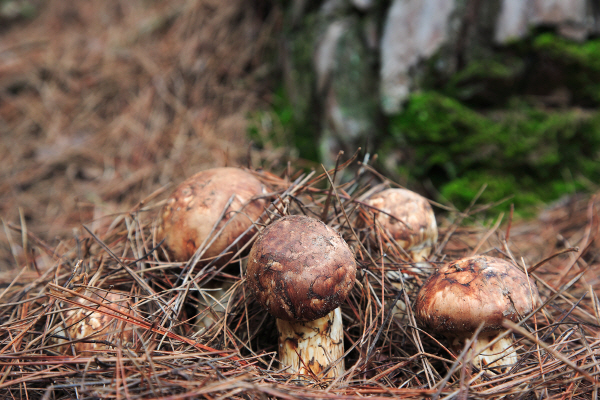 영덕군이 13년 연속 송이 수확량 1위를 이어가고 있다. 영덕군제공