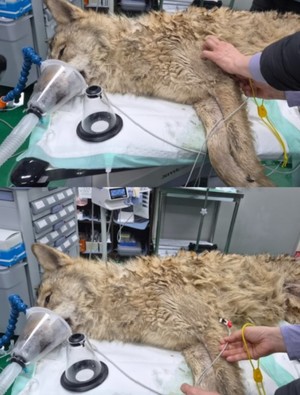 대전 오월드 탈출 늑대 늑구 포획 관련 보도 썸네일